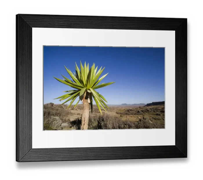 Framed Print : Giant Loebelia (Lobelia rhynchopetalum) in the Bale Mountains of Ethiopia