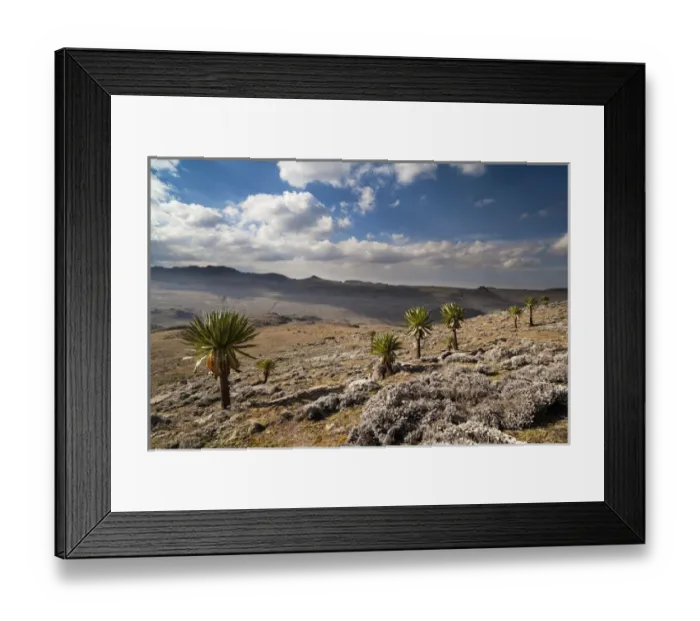 Framed Print : Moutain ridge with Mount Batu and giant lobelias Framed Print : Moutain ridge with Mount Batu and giant lobelias