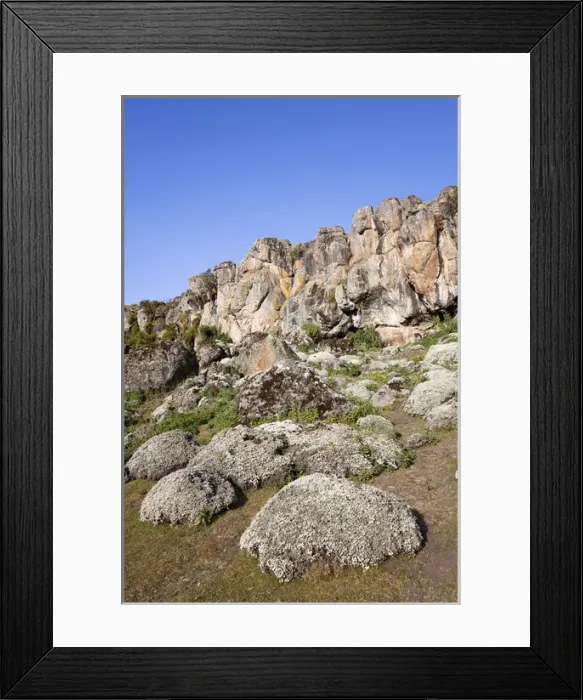 Framed Print : Everlasting Flowers, Helichrysum, at a Escarpment at 3800m altitude in the Denka valley, Bale Framed Print : Everlasting Flowers, Helichrysum, at a Escarpment at 3800m altitude in the Denka valley, Bale