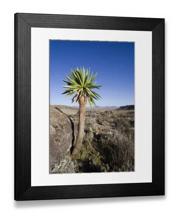 Framed Print : Giant Loebelia (Lobelia rhynchopetalum) in the Bale Mountains of Ethiopia Framed Print : Giant Loebelia (Lobelia rhynchopetalum) in the Bale Mountains of Ethiopia