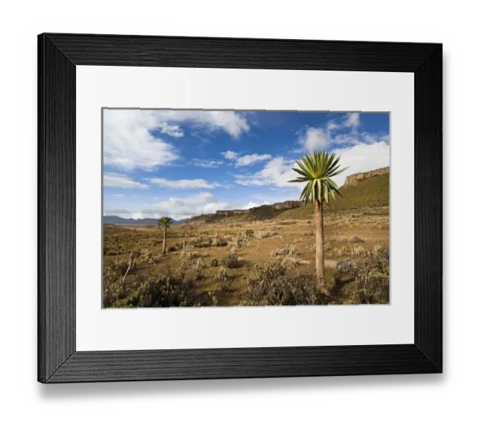 Framed Print : Giant Loebelia (Lobelia rhynchopetalum) in the Bale Mountains of Ethiopia Framed Print : Giant Loebelia (Lobelia rhynchopetalum) in the Bale Mountains of Ethiopia