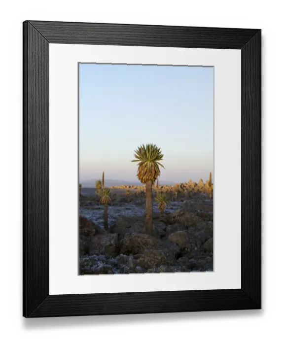 Framed Print : Giant Loebelia (Lobelia rhynchopetalum) in the Bale Mountains of Ethiopia, sunrise Framed Print : Giant Loebelia (Lobelia rhynchopetalum) in the Bale Mountains of Ethiopia, sunrise
