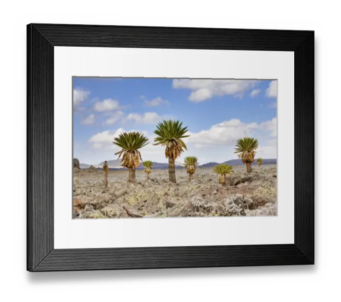 Framed Print : Giant Loebelia (Lobelia rhynchopetalum) in the Bale Mountains of Ethiopia, group Framed Print : Giant Loebelia (Lobelia rhynchopetalum) in the Bale Mountains of Ethiopia, group