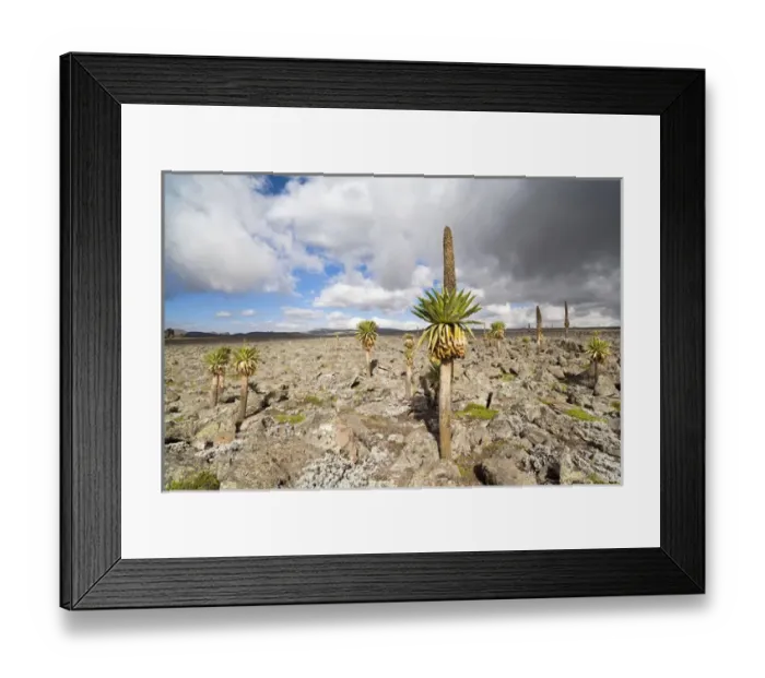 Framed Print : Giant Loebelia (Lobelia rhynchopetalum) in the Bale Mountains of Ethiopia, group Framed Print : Giant Loebelia (Lobelia rhynchopetalum) in the Bale Mountains of Ethiopia, group