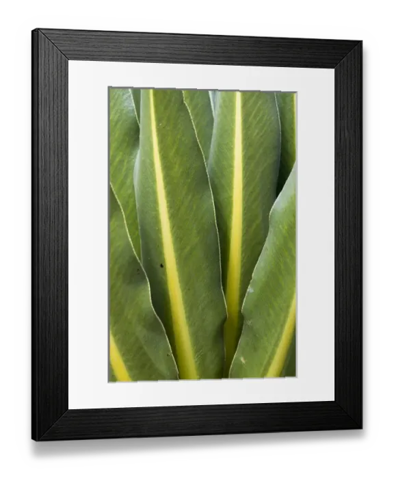 Framed Print : Giant Loebelia (Lobelia rhynchopetalum) in the Bale Mountains of Ethiopia - detail of Leaves