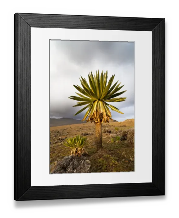 Framed Print : Giant Loebelia (Lobelia rhynchopetalum) in the Bale Mountains of Ethiopia Framed Print : Giant Loebelia (Lobelia rhynchopetalum) in the Bale Mountains of Ethiopia