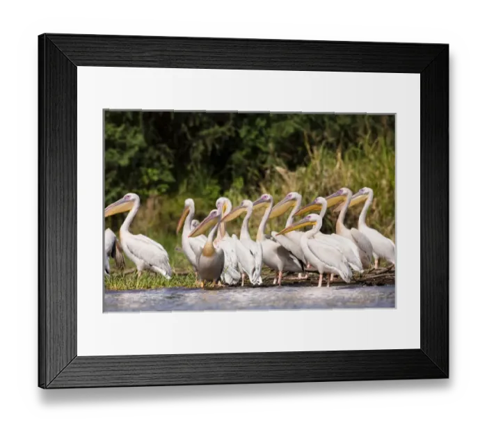 Framed Print : Great White Pelikan (pelecanus onocrotalus) near the shore of Lake Chamo in Nechisar