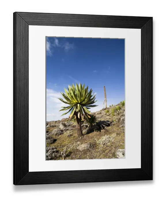 Framed Print : Giant Loebelia (Lobelia rhynchopetalum) in the Bale Mountains of Ethiopia Framed Print : Giant Loebelia (Lobelia rhynchopetalum) in the Bale Mountains of Ethiopia