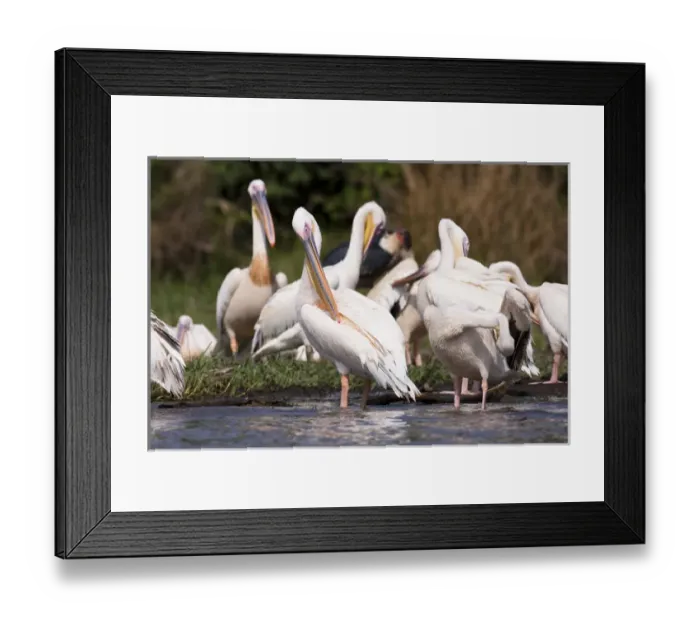Framed Print : Great White Pelikan (pelecanus onocrotalus) near the shore of Lake Chamo in Nechisar