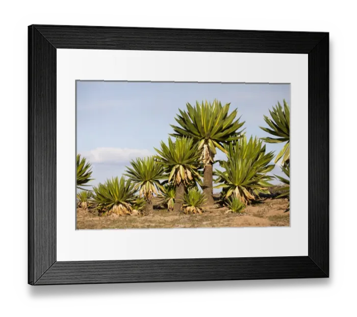 Framed Print : Giant Loebelia (Lobelia rhynchopetalum) in the Bale Mountains of Ethiopia Framed Print : Giant Loebelia (Lobelia rhynchopetalum) in the Bale Mountains of Ethiopia