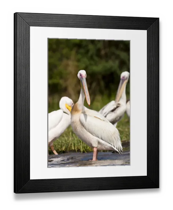 Framed Print : Great White Pelikan (pelecanus onocrotalus) near the shore of Lake Chamo in Nechisar Framed Print : Great White Pelikan (pelecanus onocrotalus) near the shore of Lake Chamo in Nechisar