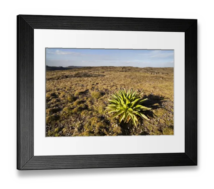 Framed Print : Giant Loebelia (Lobelia rhynchopetalum) in the Bale Mountains of Ethiopia, young