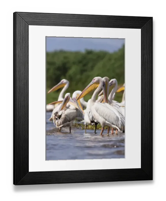 Framed Print : Great White Pelikan (pelecanus onocrotalus) near the shore of Lake Chamo in Nechisar Framed Print : Great White Pelikan (pelecanus onocrotalus) near the shore of Lake Chamo in Nechisar