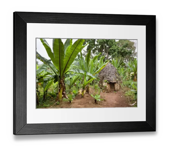 Framed Print : Huts of the Dorze people in the Guge Mountains of Ethiopia with groves of cooking banana, enset Framed Print : Huts of the Dorze people in the Guge Mountains of Ethiopia with groves of cooking banana, enset