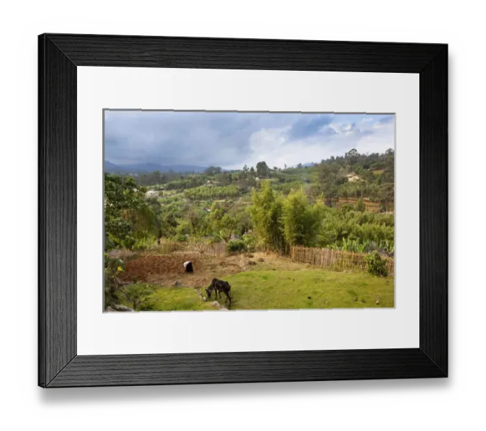 Framed Print : Huts of the Dorze people in the Guge Mountains of Ethiopia with groves of cooking banana, enset Framed Print : Huts of the Dorze people in the Guge Mountains of Ethiopia with groves of cooking banana, enset