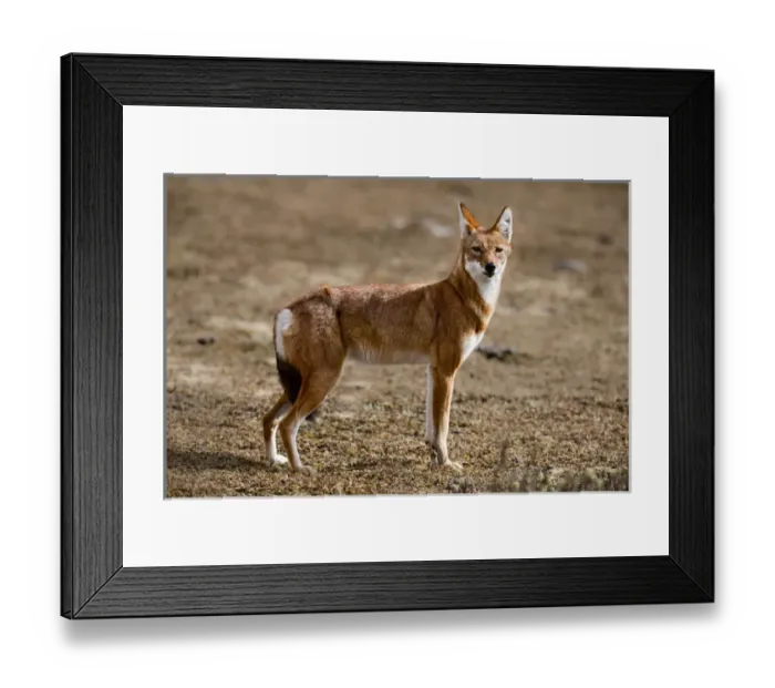 Framed Print : Ethiopian Wolf (Canis simensis), Bale Mountains National Park, Ethiopia Framed Print : Ethiopian Wolf (Canis simensis), Bale Mountains National Park, Ethiopia