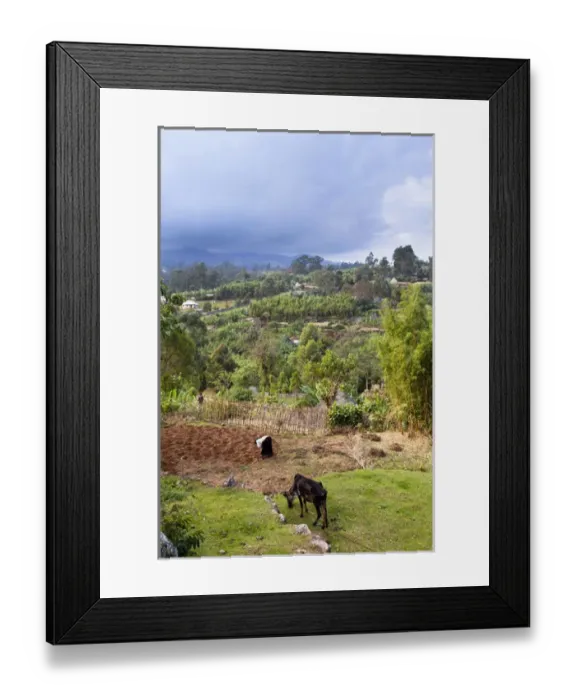 Framed Print : Huts of the Dorze people in the Guge Mountains of Ethiopia with groves of cooking banana, enset Framed Print : Huts of the Dorze people in the Guge Mountains of Ethiopia with groves of cooking banana, enset