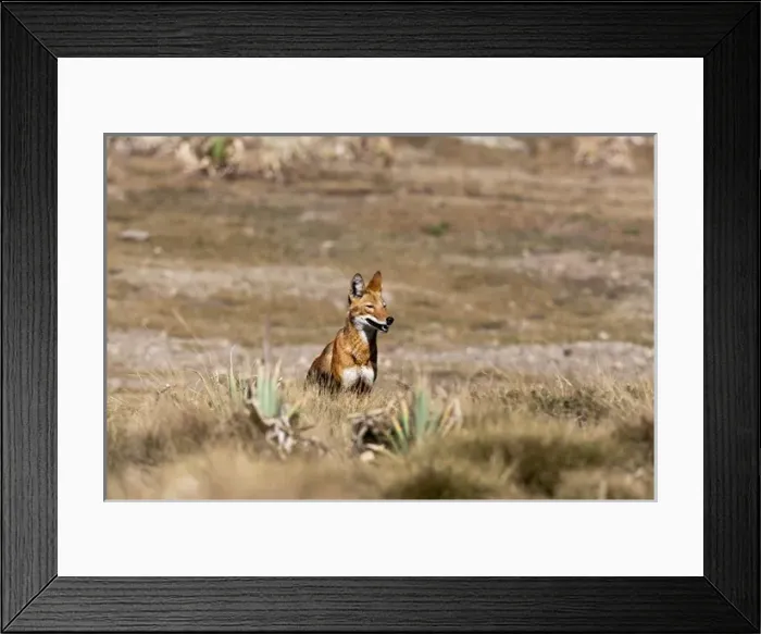 Framed Print : Ethiopian Wolf (Canis simensis), Bale Mountains National Park, Ethiopia