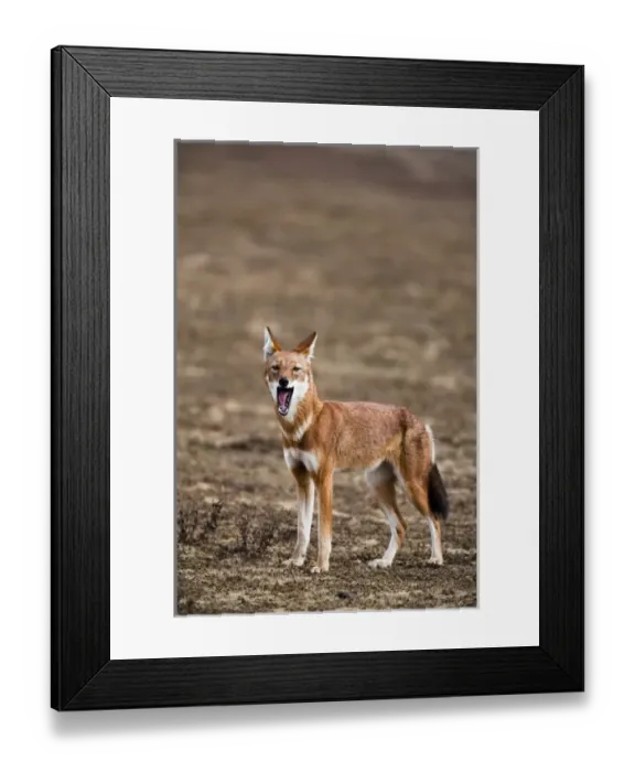 Framed Print : Ethiopian Wolf (Canis simensis), Bale Mountains National Park, Ethiopia Framed Print : Ethiopian Wolf (Canis simensis), Bale Mountains National Park, Ethiopia
