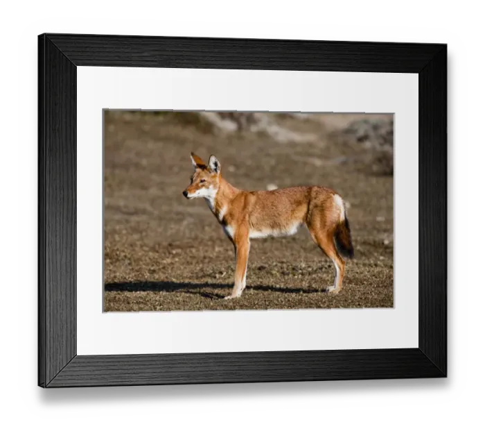 Framed Print : Ethiopian Wolf (Canis simensis), Bale Mountains National Park, Ethiopia Framed Print : Ethiopian Wolf (Canis simensis), Bale Mountains National Park, Ethiopia