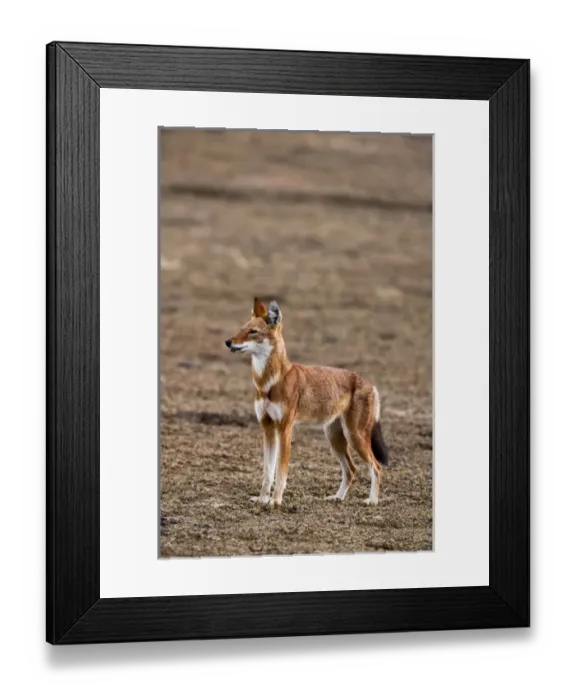 Framed Print : Ethiopian Wolf (Canis simensis), Bale Mountains National Park, Ethiopia