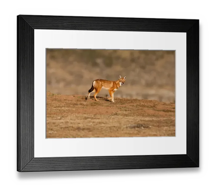Framed Print : Ethiopian Wolf (Canis simensis), Bale Mountains National Park, Ethiopia Framed Print : Ethiopian Wolf (Canis simensis), Bale Mountains National Park, Ethiopia