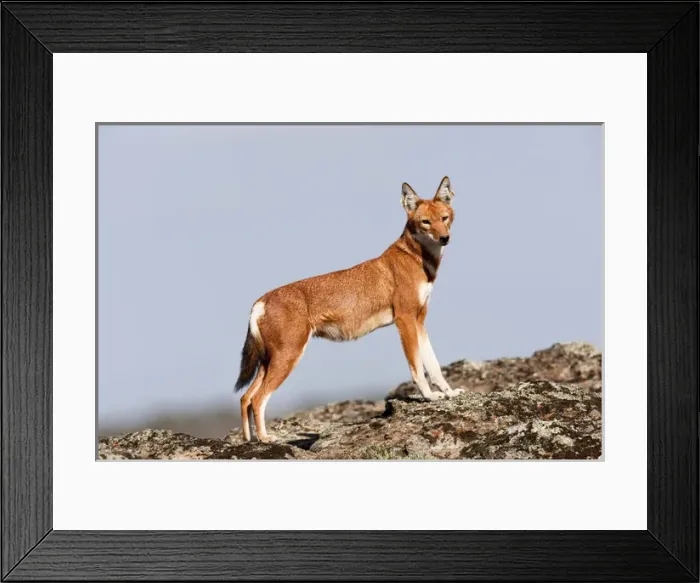 Framed Print : Ethiopian Wolf (Canis simensis), Bale Mountains National Park, Ethiopia Framed Print : Ethiopian Wolf (Canis simensis), Bale Mountains National Park, Ethiopia