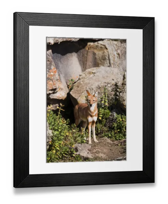 Framed Print : Ethiopian Wolf (Canis simensis) at den in the Bale Mountains National Park Framed Print : Ethiopian Wolf (Canis simensis) at den in the Bale Mountains National Park