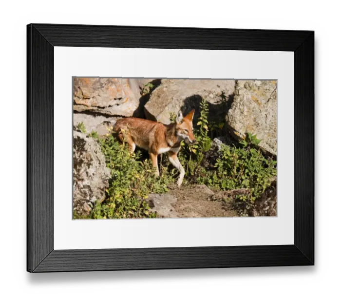 Framed Print : Ethiopian Wolf (Canis simensis) mmother bringing prey, a rodent, to the pups, litter
