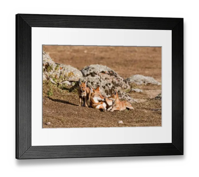 Framed Print : Ethiopian Wolf (Canis simensis) pups, litter playing with mother near their den in Framed Print : Ethiopian Wolf (Canis simensis) pups, litter playing with mother near their den in