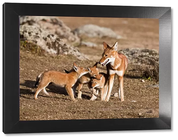 Ethiopian Wolf (Canis simensis) pups, litter playing with mother near their den in