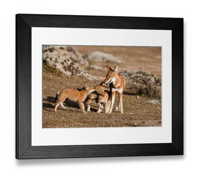 Framed Print : Ethiopian Wolf (Canis simensis) pups, litter playing with mother near their den in Framed Print : Ethiopian Wolf (Canis simensis) pups, litter playing with mother near their den in