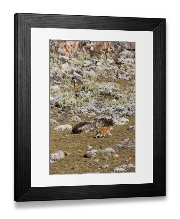 Framed Print : Ethiopian Wolf (Canis simensis), Bale Mountains National Park, Ethiopia Framed Print : Ethiopian Wolf (Canis simensis), Bale Mountains National Park, Ethiopia