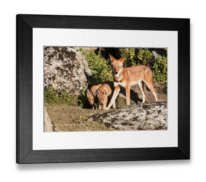Framed Print : Ethiopian Wolf (Canis simensis) mother bringing prey, a rodent, to the begging and eating pups