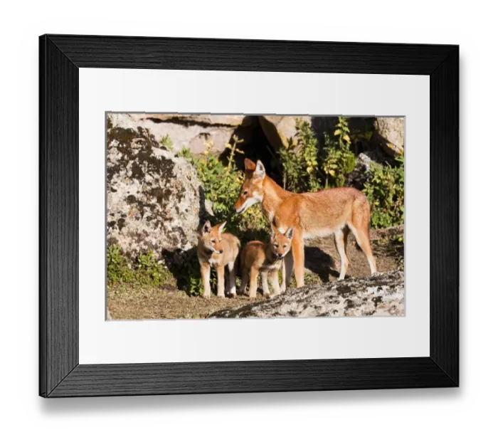 Framed Print : Ethiopian Wolf (Canis simensis) mother bringing prey, a rodent, to the begging and eating pups Framed Print : Ethiopian Wolf (Canis simensis) mother bringing prey, a rodent, to the begging and eating pups