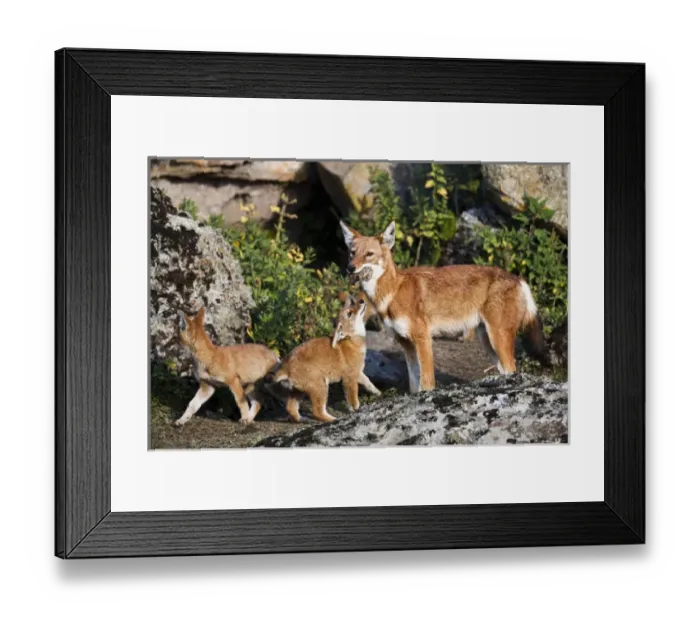 Framed Print : Ethiopian Wolf (Canis simensis) mother bringing prey, a rodent, to the begging and eating pups Framed Print : Ethiopian Wolf (Canis simensis) mother bringing prey, a rodent, to the begging and eating pups