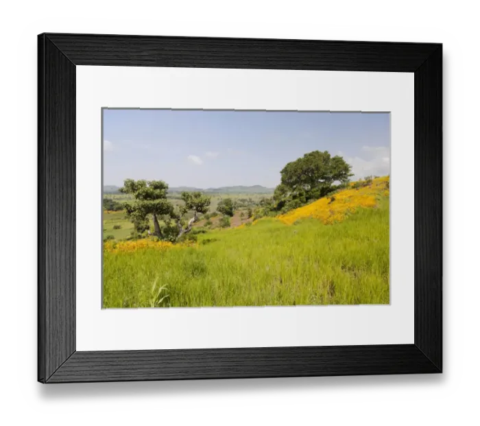 Framed Print : Landscape between Gonder and Lake Tana in Ethiopia, field with Teff. This fertile region is farmed Framed Print : Landscape between Gonder and Lake Tana in Ethiopia, field with Teff. This fertile region is farmed