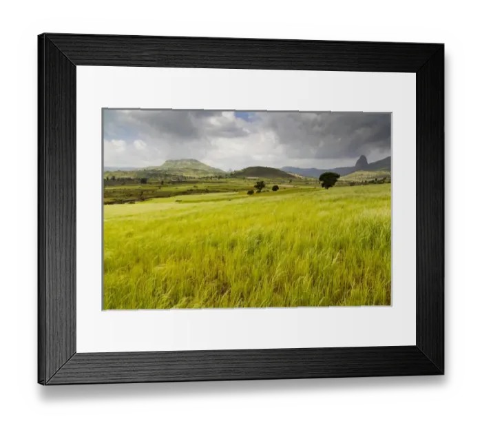 Framed Print : Landscape between Gonder and Lake Tana in Ethiopia, field with Teff. This fertile region is farmed Framed Print : Landscape between Gonder and Lake Tana in Ethiopia, field with Teff. This fertile region is farmed