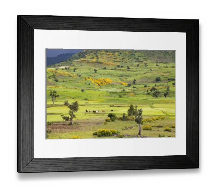 Framed Print : Landscape between Gonder and Lake Tana in Ethiopia. This fertile region is farmed Framed Print : Landscape between Gonder and Lake Tana in Ethiopia. This fertile region is farmed