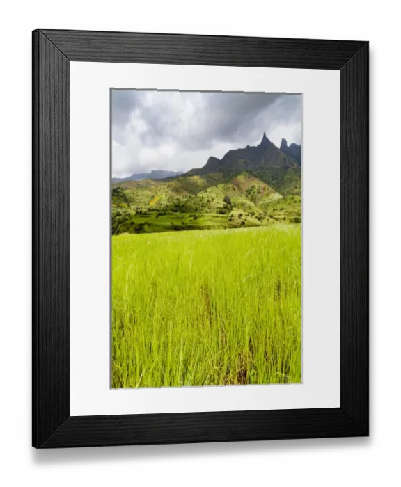 Framed Print : Eragrostis Tef near the Escarpment of the Semien Mountains, Ethiopia