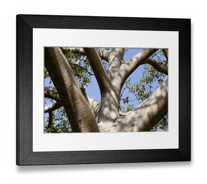 Framed Print : Fig Tree near the Escarpment of the Semien Mountains, Ethiopia Framed Print : Fig Tree near the Escarpment of the Semien Mountains, Ethiopia