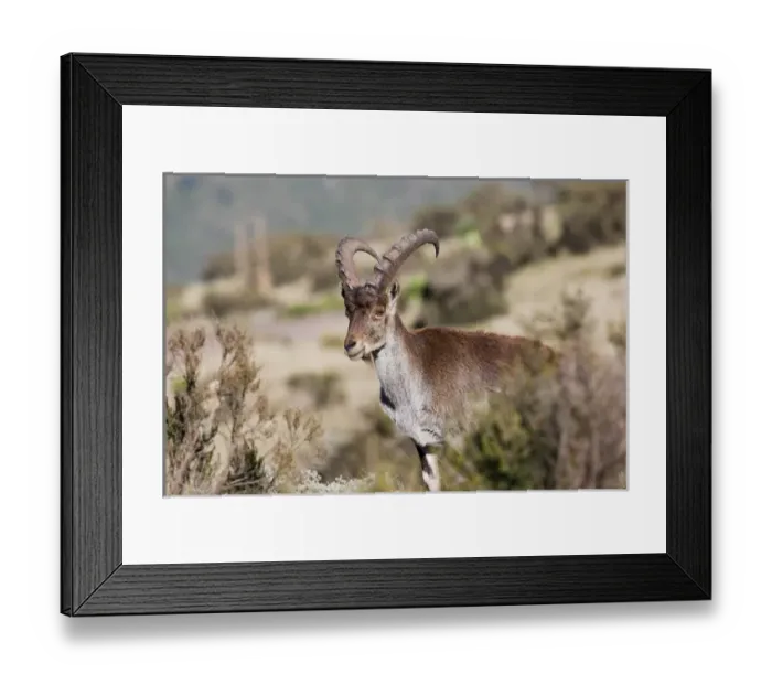 Framed Print : Walia Ibex (Capra walie), Semien Mountains National Park, Ethiopia Framed Print : Walia Ibex (Capra walie), Semien Mountains National Park, Ethiopia