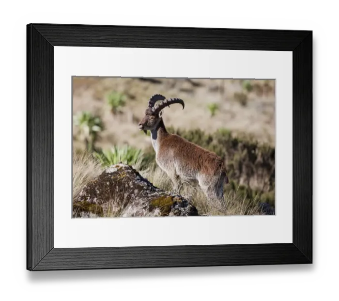 Framed Print : Walia Ibex (Capra walie), Semien Mountains National Park, Ethiopia
