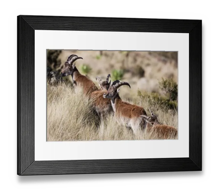 Framed Print : Walia Ibex (Capra walie), Semien Mountains National Park, Ethiopia Framed Print : Walia Ibex (Capra walie), Semien Mountains National Park, Ethiopia