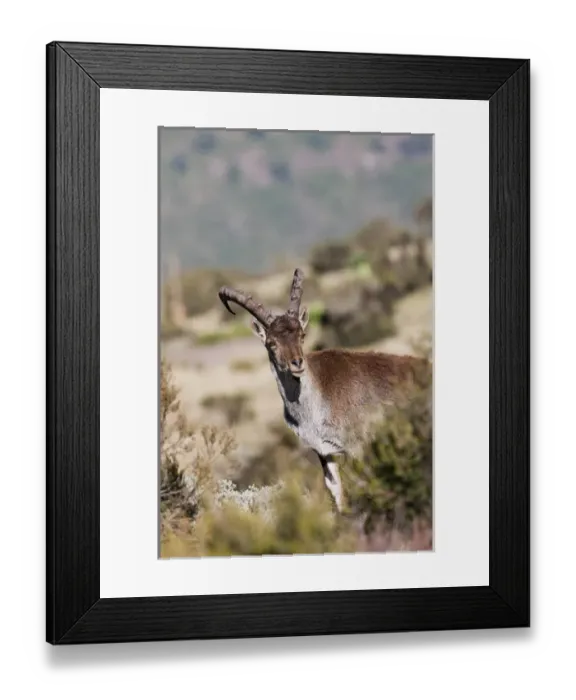Framed Print : Walia Ibex (Capra walie), Semien Mountains National Park, Ethiopia Framed Print : Walia Ibex (Capra walie), Semien Mountains National Park, Ethiopia