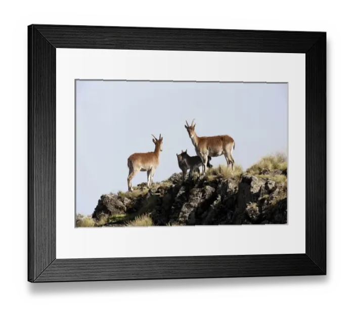 Framed Print : Walia Ibex (Capra walie), Semien Mountains National Park, Ethiopia Framed Print : Walia Ibex (Capra walie), Semien Mountains National Park, Ethiopia