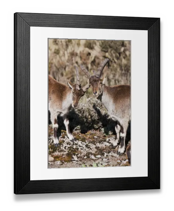 Framed Print : Walia Ibex (Capra walie), Semien Mountains National Park, Ethiopia Framed Print : Walia Ibex (Capra walie), Semien Mountains National Park, Ethiopia