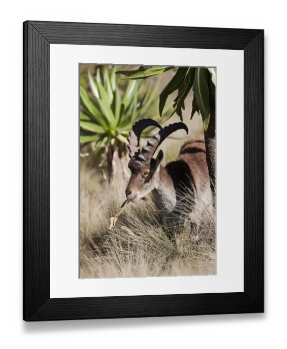Framed Print : Walia Ibex (Capra walie), Semien Mountains National Park, Ethiopia Framed Print : Walia Ibex (Capra walie), Semien Mountains National Park, Ethiopia
