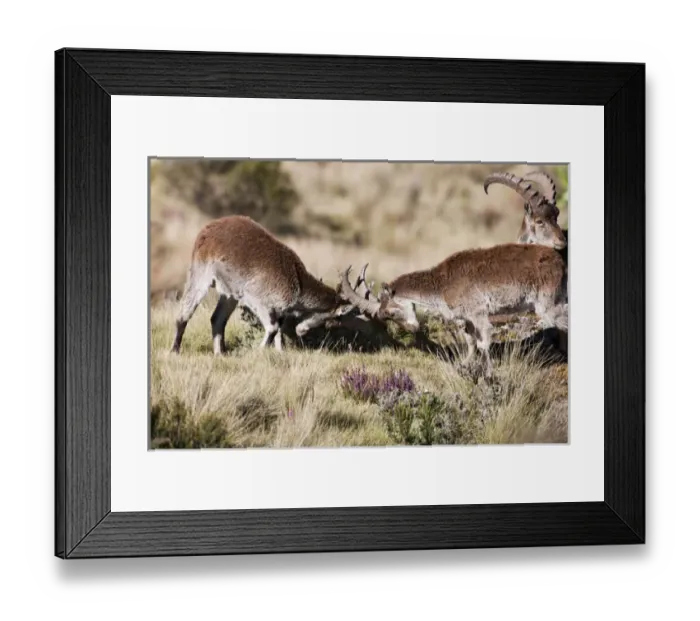 Framed Print : Walia Ibex (Capra walie), Semien Mountains National Park, Ethiopia