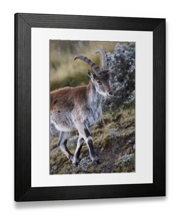 Framed Print : Walia Ibex (Capra walie), Semien Mountains National Park, Ethiopia Framed Print : Walia Ibex (Capra walie), Semien Mountains National Park, Ethiopia